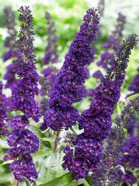 Buddleja davidii 'Black Knight' / Sommerflieder 'Black Knight' / Schmetterlingsstrauch 'Black Knight'
