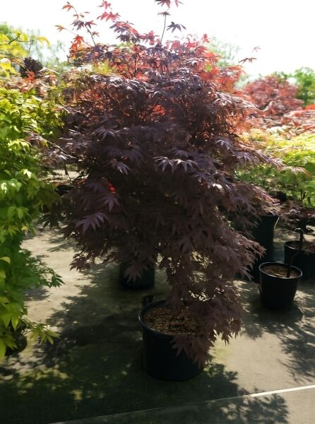 Japanischer Blut-Ahorn (Acer palmatum 'Bloodgood') im Container C50, 150–175 cm, mit dunkelrotem, fächerförmigem Laub.