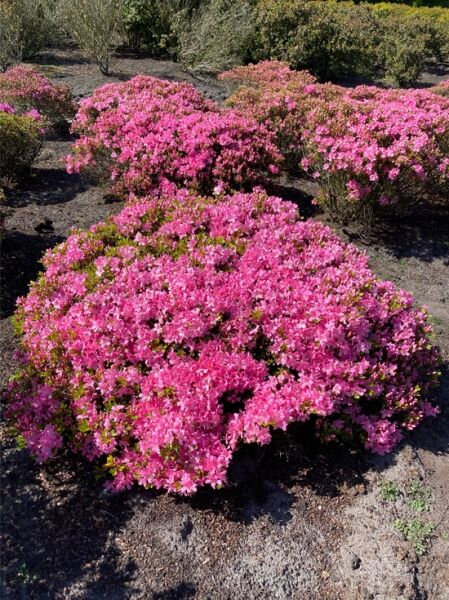 Rhododendron obtusum 'Diamant' rosa / Japanische Azalee 'Diamant' rosa