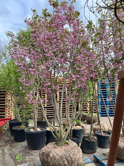 Japanische Nelken-Kirsche 'Kanzan' mehrstämmig / Prunus serrulata 'Kanzan' (876210)