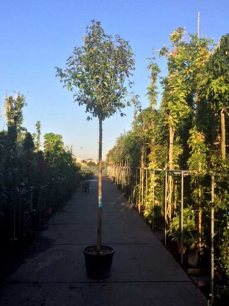 Japanischer Liguster / Japanischer Liguster