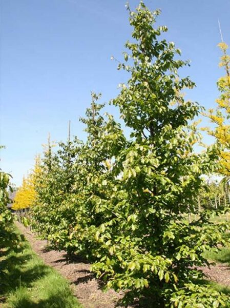 Parrotia persica (Eisenholzbaum) Parrotie 250-300 cm m. Db., aufrechter Laubbaum im Feld mit grünen Blättern