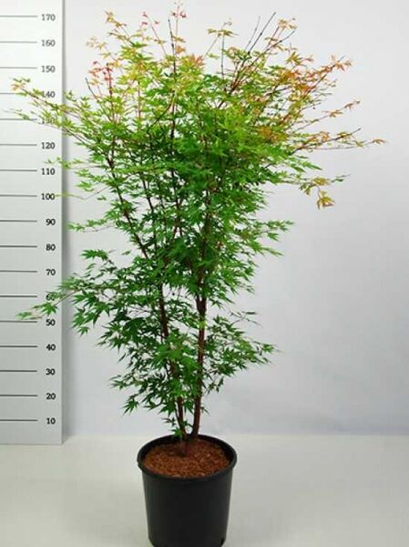 Korallenrinden-Ahorn Acer palmatum 'Sango-kaku' 100-125 cm C10, mehrstämmiger Ahorn im Topf mit fein gelapptem Laub