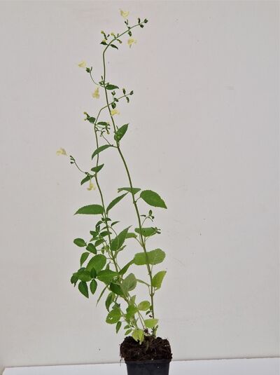 Nepeta govaniana (Himalaya-Katzenminze) P9, junge Pflanze im Topf mit grünen Blättern und zarten hellgelben Blütenständen