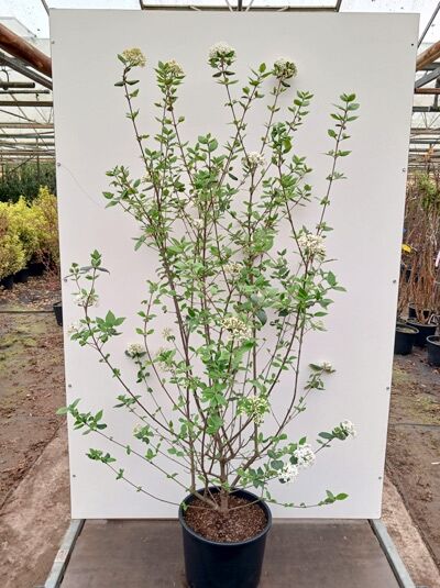Oster-Schneeball / Duft-Schneeball - Viburnum burkwoodii