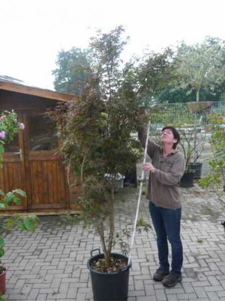 Acer palmatum 'Burgundy Lace' (Fächer-Ahorn) als hoher Topfbaum im Pflanzcontainer C35, mit aufrechtem Stamm und feinem Laub.
