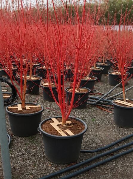 Korallenrinden-Ahorn (Acer palmatum 'Sango-kaku') 175-200 cm C70, laubfreier Strauch mit roten Trieben im Container.