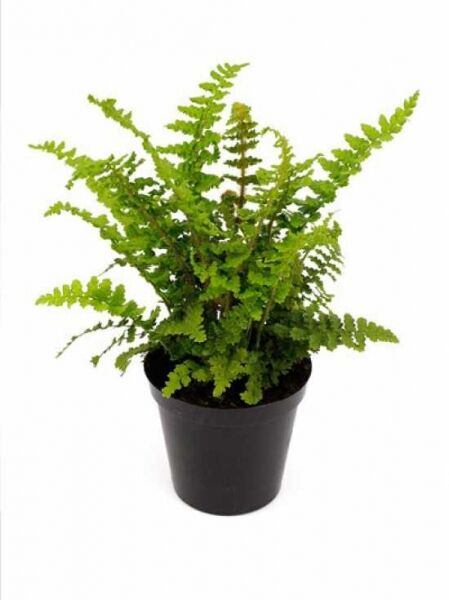 Schmaler Goldschuppenfarn 'Pinderi' (Dryopteris affinis 'Pinderi') im Topf P11, grünes Farnlaub mit gefiederten Wedeln.