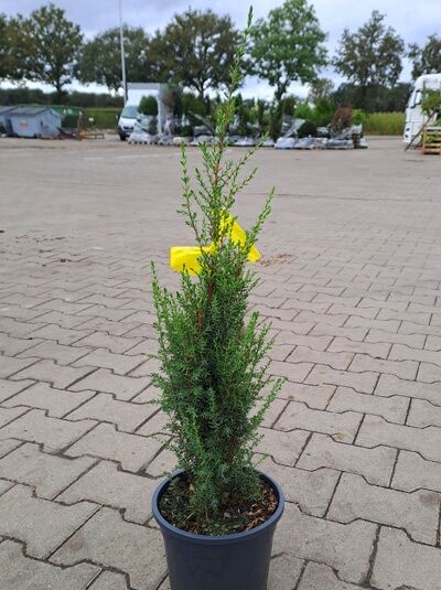Juniperus communis 'Sentinel' / Säulen-Wacholder 'Sentinel', 30–40 cm, im C3-Topf mit aufrechtem Wuchs und grünem Nadellaub