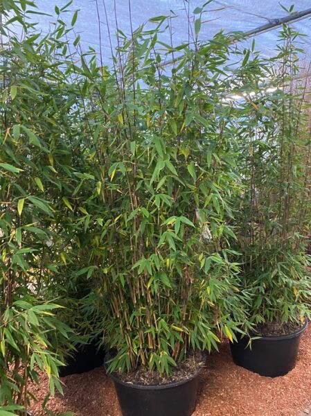 Winterschöner Gartenbambus / Winterschöner Gartenbambus