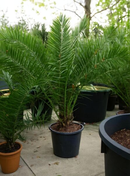 Phoenix canariensis / Kanarische Dattelpalme 200-250 cm C90 im schwarzen Topf mit gefiederten, grünen Palmwedeln