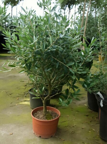 Olea europaea (Olivenbaum/Echter Ölbaum) 60–80 cm C10, mehrstämmiger Olivenbaum im Topf mit silbrig-grünem Laub