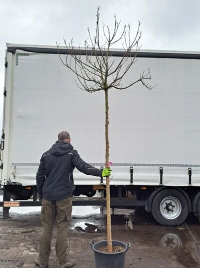 Morus alba 'Nana Issai' / Zwergmaulbeerbaum 'Nana Issai' Hochstamm 12-14 StU im Container, unbelaubt mit verzweigter Krone