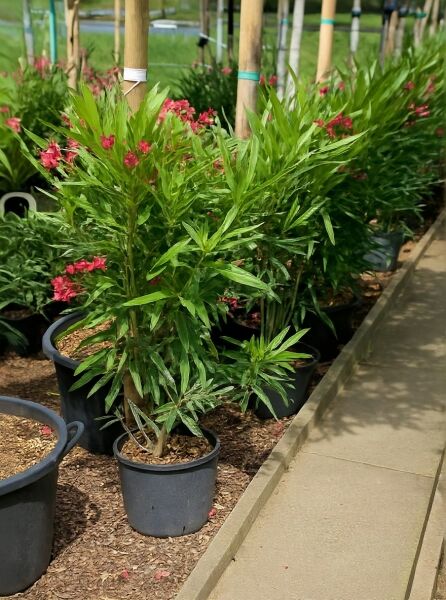 Nerium oleander (Oleander/Rosenlorbeer) 60–80 cm C10 im Topf, rosarote Blüten und schmale grüne Blätter.