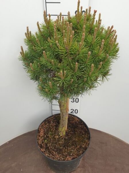 Pinus mugo 'Mops' / Kugel-Kiefer 'Mops'
