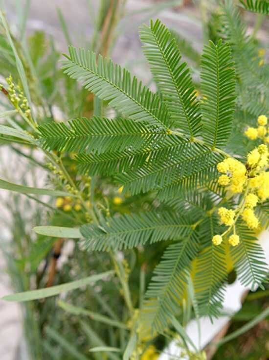 Silber-Akazie / Falsche Mimose - Acacia dealbata - Baumschule NewGarden