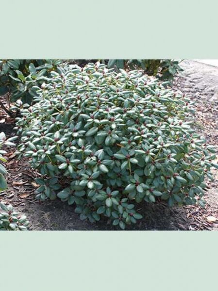 Rhododendron williamsianum 'Vater Böhlje' / Rhododendron 'Vater Böhlje' Solitärstrauch, 80–90 cm Breite, m. B.