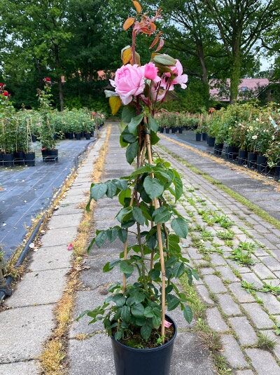 Rosa 'Kiss me Kate' ® / Kletterrose 'Kiss me Kate' ® C5, rosa Blüten an aufrechtem Trieb im Topf mit Rankhilfe