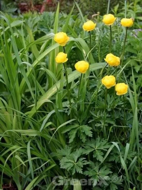 Butterblume / Trollblume / Goldköpfchen / Trollius europaeus