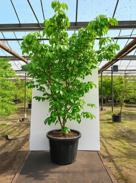 Japanischer Blumen-Hartriegel Cornus kousa 'Scarlet Fire'®, mehrstämmiger Solitär im Container, 200–250 cm, C80.