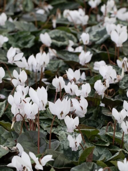 Herbst-Alpenveilchen 'Perlenteppich' / Cyclamen hederifolium 'Perlenteppich'