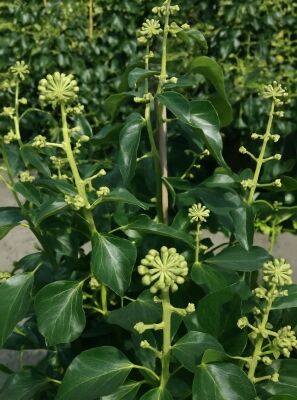 Strauch-Efeu 'Arborescens' - Hedera helix 'Arborescens' - Baumschule  NewGarden