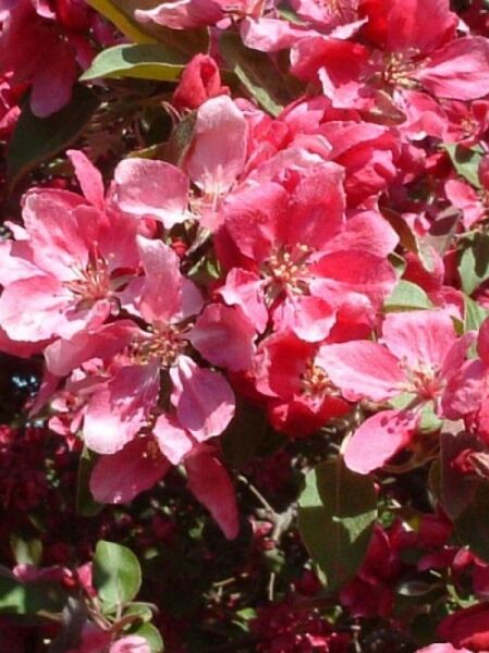 Zierapfel 'Profusion' / Malus 'Profusion'