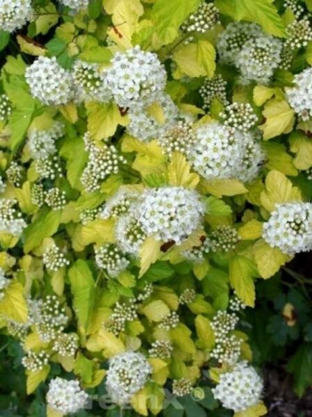 Physocarpus opulifolius 'Dart's Gold' / Goldgelbe Blasenspiere