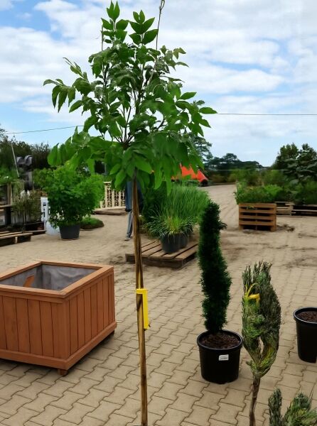 Wisteria sinensis 'Prolific' / chinesischer Blauregen 'Prolific' Stämmchen, 80 cm Stamm, im Container C25 mit Stützstab.