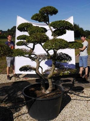 il bonsai b&b Winterberry Bonsai Tree – Bella Bonsai Nursery main image 1