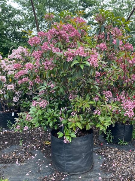 Kalmia latifolia 'Olympic Wedding' (Lorbeerrose/Berglorbeer) Solitär 100–120 cm, Strauch im Container mit rosa Blütenständen