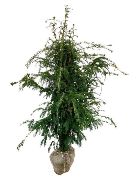 Adlerschwingen-Eibe / Taxus baccata 'Dovastoniana'