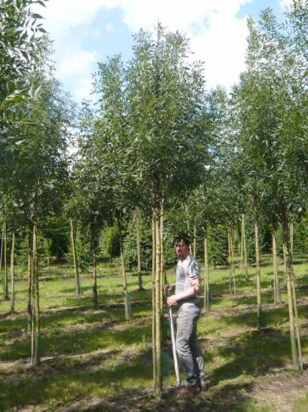 Purpur-Esche / Schmalblättrige Esche / Fraxinus angustifolia 'Raywood'