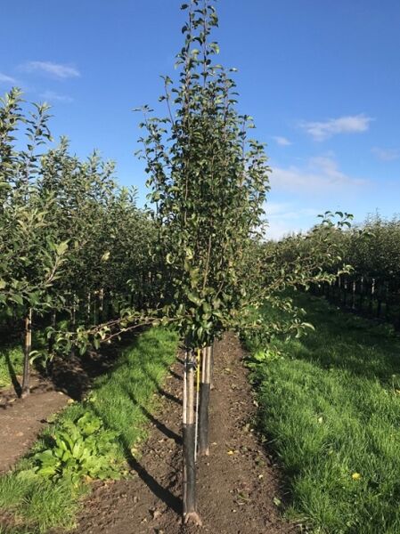 Pyrus communis 'Saint Remy' / Birne 'Saint Remy' Halbstamm 10-12 StU mit Stützpfahl im Feld, grünes Laub am Stamm