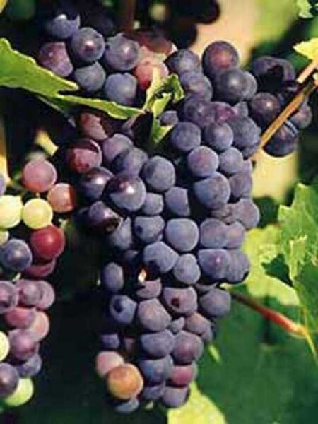 Weintraube 'Rembrandt' / Vitis 'Rembrandt'