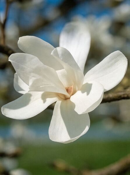 Große Stern-Magnolie 'Merrill' / Große Stern-Magnolie 'Merrill'