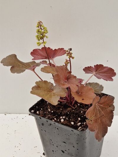 Purpurglöckchen Heuchera micrantha 'Blondie ®' im P11 Topf mit kupferfarbenem Laub und gelbgrünen Blütenähren