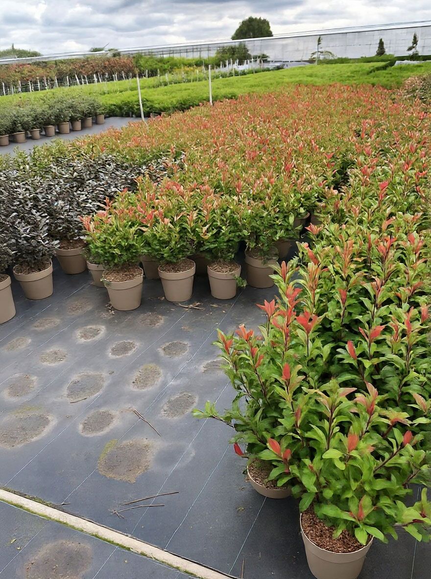 Kompakte Glanzmispel 'Carre Rouge' / Glanzmispel 'Carr Rouge' - Photinia  fraseri 'Carre Rouge'
