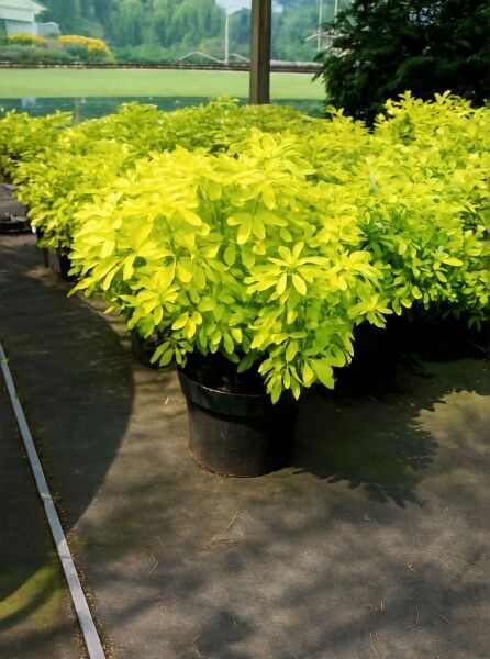Orangenblume 'Sundance' (Choisya ternata 'Sundance ®') 40-50 cm C10, buschige Topfpflanze mit gelbgrünem Laub
