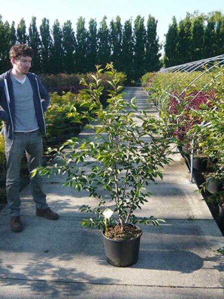 Prunus 'Accolade' / Frühe Zierkirsche 'Accolade' 125–150 cm im C15-Container, mehrtriebiger Jungbaum mit grünem Laub.