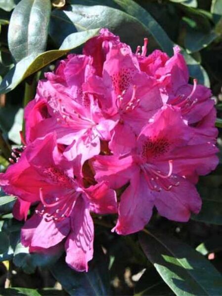 Rhododendron Hybride 'Roland' / Rhododendron 'Roland'