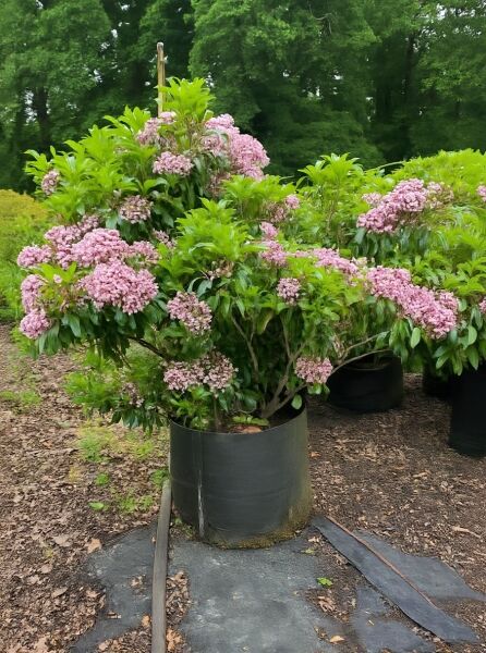 Kalmia latifolia 'Tad' (Lorbeerrose/Berglorbeer) Solitär 90–100 cm, im Container, Strauch mit rosa Blütenständen