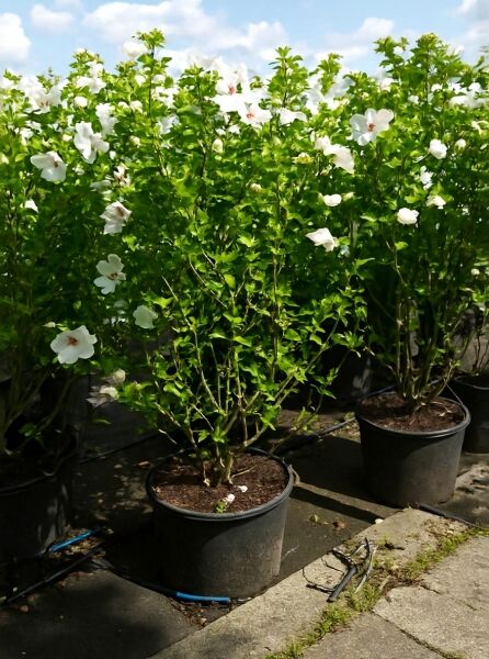 Garten-Eibisch (Hibiscus syriacus) „Red Heart“ 100–125 cm C20, Strauch im Topf mit grünen Blättern und weißen Blüten.