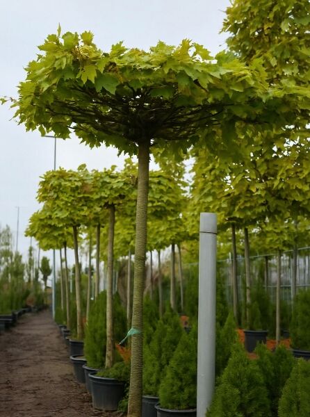 Platanus acerifolia Dachform (Dach-Platane) als Hochstamm mit flacher Schirmkrone im Container auf Baumschulfläche