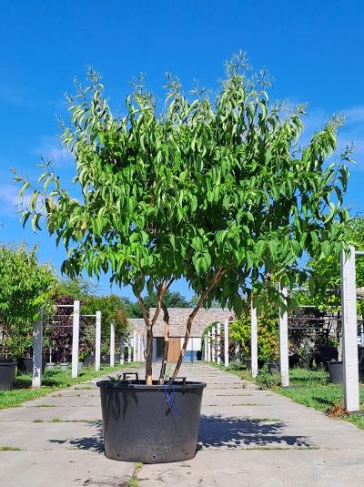 Sieben-Söhne-des-Himmels-Strauch (Heptacodium miconioides) mehrstämmig 200-225 im Container, grünes Laub, aufrechter Wuchs.