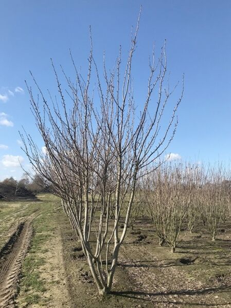 Prunus serrulata 'Kanzan' / Japanische Nelken-Kirsche, mehrstämmig, 300-350 cm mit Db., laubfrei im Freiland stehender Baum
