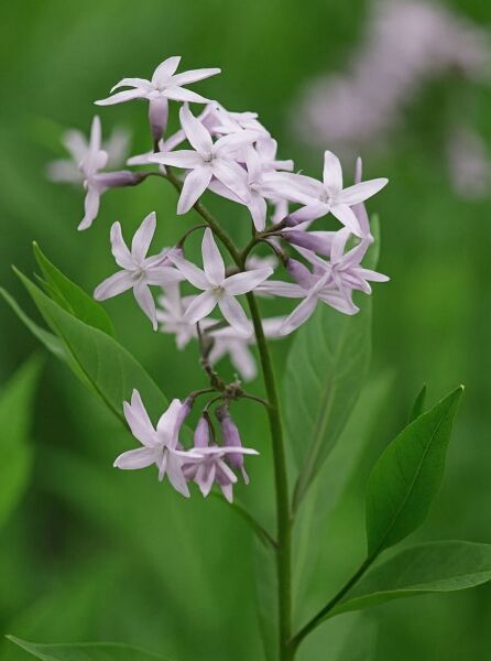 Röhrenstern 'salicifolia' (Amsonia tabernaemontana 'salicifolia') mit hellvioletten, sternförmigen Blüten und grünen Blättern
