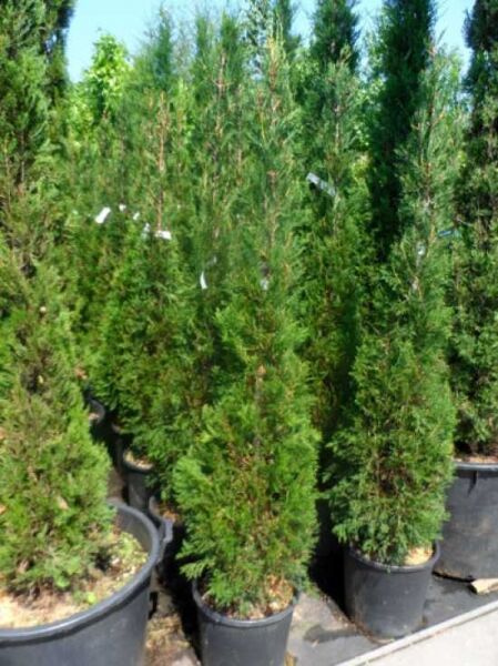 Cupressocyparis leylandii 'Pyramidalis' / Bastard-Zypresse 'Pyramidalis' im Container, schlanke pyramidenförmige Nadelpflanze 150-175 cm C20