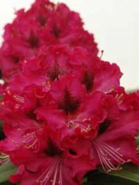 Rhododendron 'Marie Fortie' / Rhododendron Hybride 'Marie Fortie'