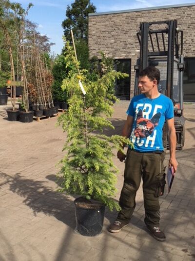 Gelbe Himalaja-Zeder (Cedrus deodara 'Aurea') 175-200 cm im C35-Container, aufrecht wachsend mit gelbgrünen Nadeln.
